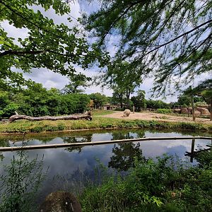 Rhino and Zebra mixed species enclosure