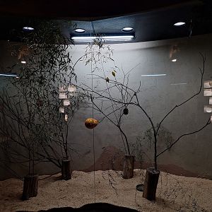 Taveta Golden Weaver Enclosure