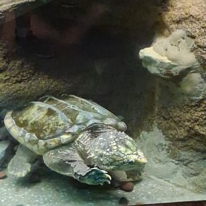 Alligator snapping turtle puts his claw against the glass