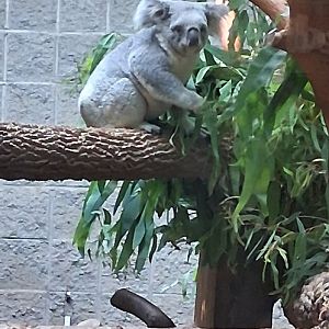 Koala looks at me at the columbus zoo