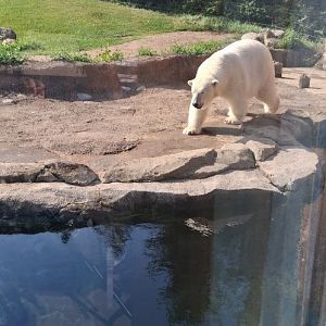 Polar bear aurora walks on the water bank