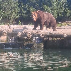 Grizzly bear on a log at the columbus zoo