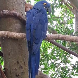 Hyacinth macaw relaxing on a branch at the national aviary