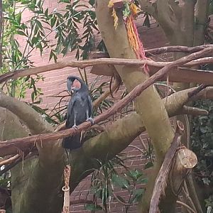 Palm cockatoo posing for a picture