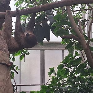 Wookie the two toed sloth looking at his keeper at the national aviary