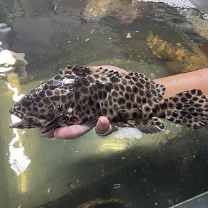 honeycomb grouper (epinephelus merra)