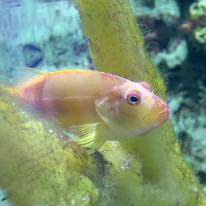 Arc-Eye Hawkfish (Paracirrhites arcatus) - variant