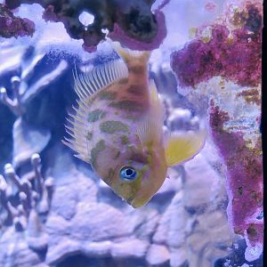 Blotched Anthias (Odontanthias borbonius)