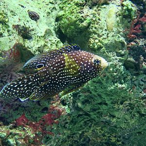 Comet (Calloplesiops altivelis)