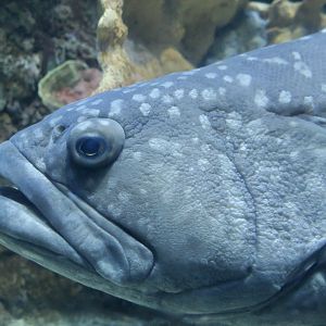 Giant Grouper (Epinephelus lanceolatus)