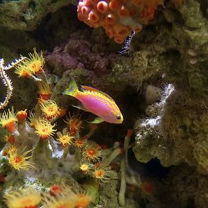 Longfin Anthias (Pseudanthias ventralis) - Okinawa locality
