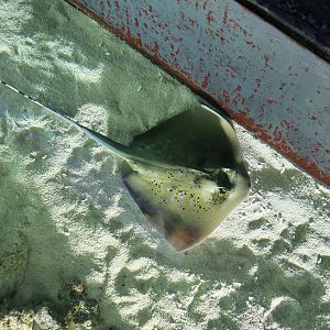 Blue-Spotted Maskray (Neotrygon sp.)