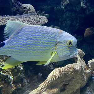 Sailfin Snapper (Symphorichthys spilurus)