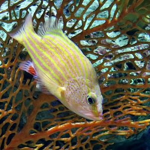 Spanish Flag Grouper (Gonioplectrus hispanus)