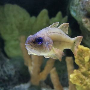 Spotted-Gill Cardinalfish (Ostorhinchus chrysopomus)