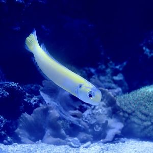 Yellow Tilefish (Hoplolatilus luteus)