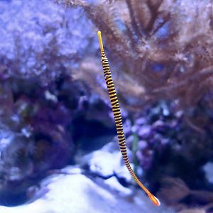 Yellowbanded Pipefish (Dunckerocampus pessuliferus)