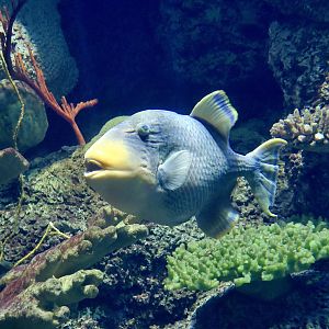 Yellowmargin Triggerfish (Pseudobalistes flavimarginatus)
