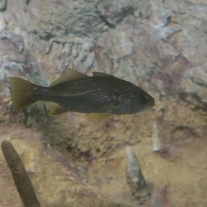 Silver Croaker (Bairdiella chrysoura)