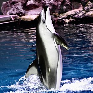 Pacific White-Sided Dolphin (Lagenorhynchus obliquidens)