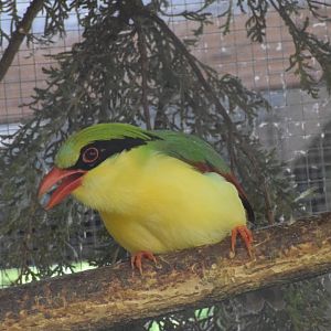 Indochinese green magpie