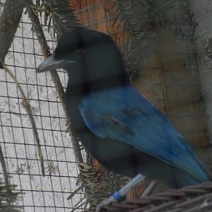 San Blas jay