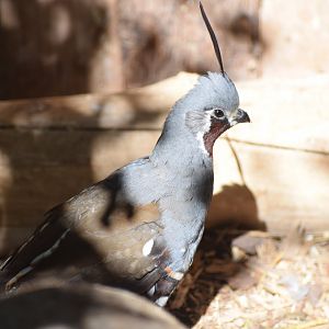 Mountain quail