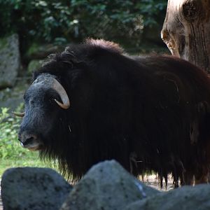 Barren ground musk ox
