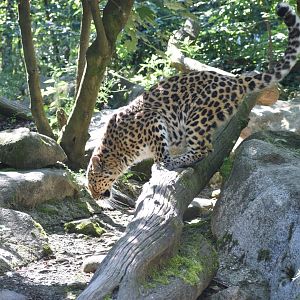 Amur leopard