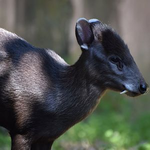 Michie's tufted deer