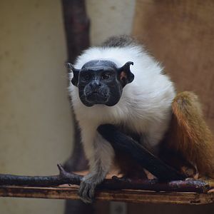 Pied tamarin