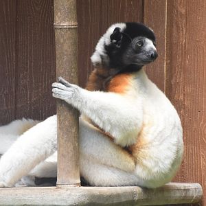 Crowned sifaka