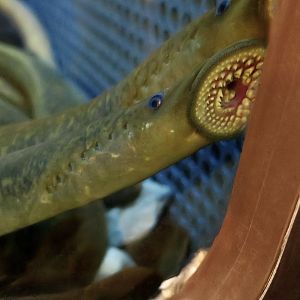 Sea Lamprey (Petromyzon marinus)