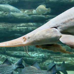 Pallid Sturgeon (Scaphirhynchus albus)