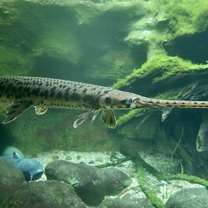 Longnose Gar (Lepisosteus osseus)