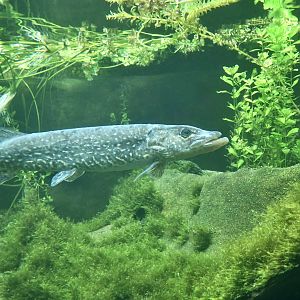 Northern Pike (Esox lucius)