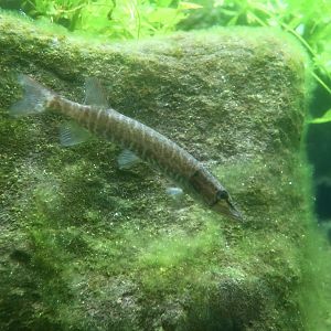 Grass Pickerel (Esox americanus vermiculatus)