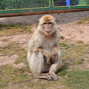 Barbary macaque - Vogelpark Steinen