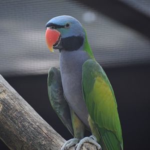 Lord Derby's parakeet - Vogelpark Steinen