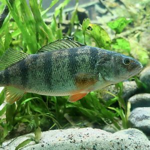Yellow Perch (Perca flavescens)