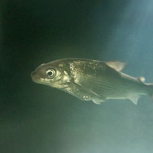 Lake Whitefish (Coregonus clupeaformis)