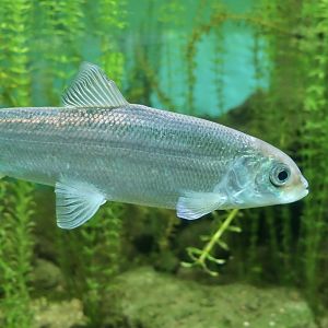 Northern Cisco (Coregonus artedi)