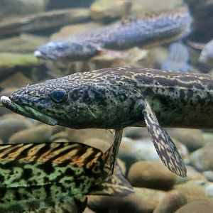 Burbot (Lota lota)