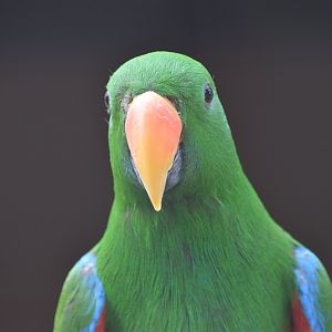 Moluccan eclectus - Vogelpark Steinen