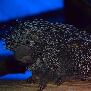 Prehensile-tailed porcupine