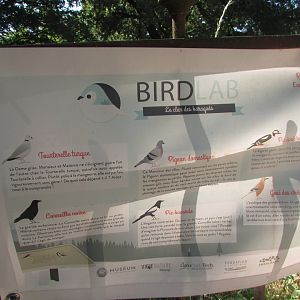 Jardin des Plantes de Paris - Bird species