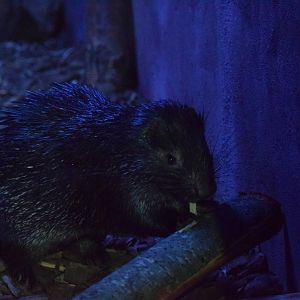 Palawan porcupine