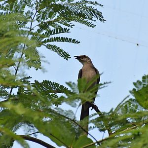 Tropical mockingbird