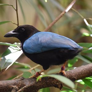 Yucatan jay