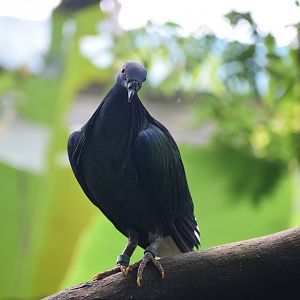 Nicobar pigeon